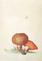 Steinpilz mit Libelle